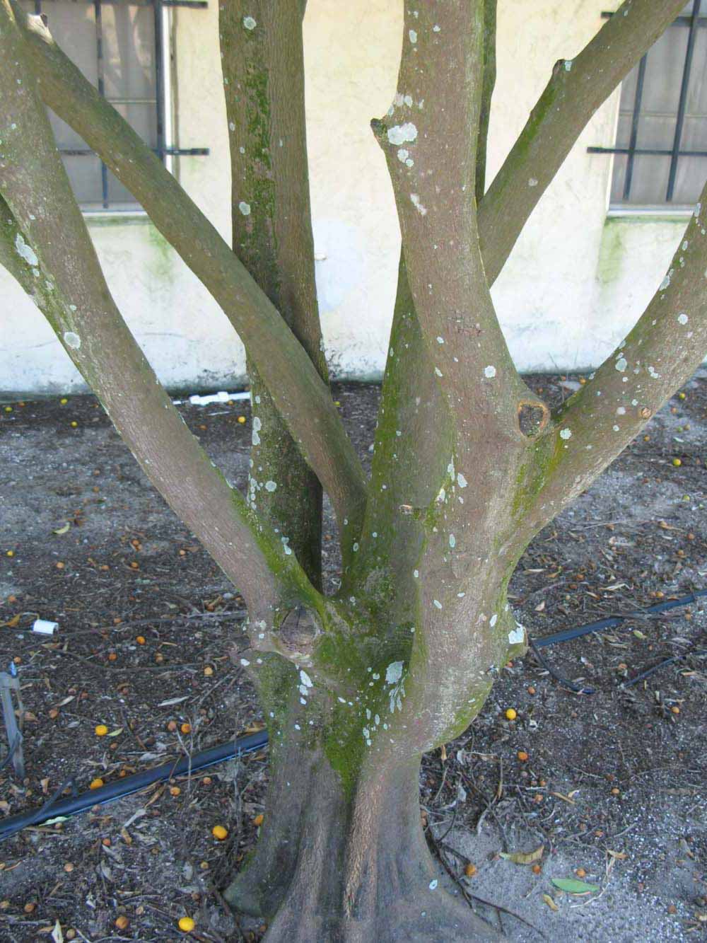              Bark (Winter Haven, FL)       